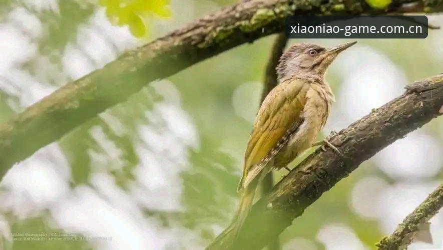 小鸟安全吗 小鸟安全吗?老用户分享验证平台可靠性的5个关键点